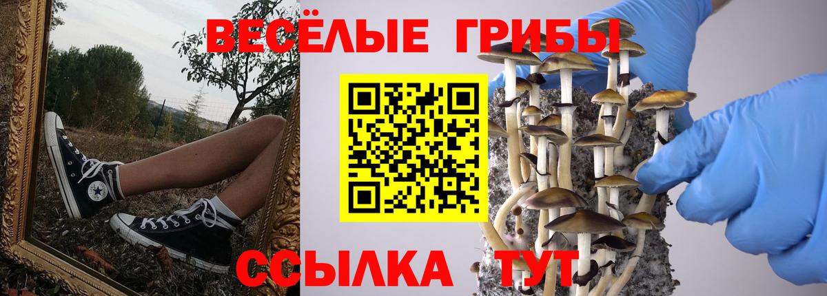 Псилоцибиновые грибы Cubensis Балтийск